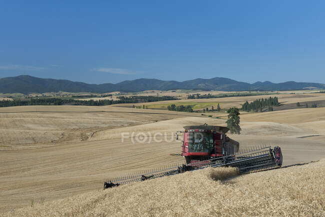 A combine harvester working a field, driving across the undulating landscape cutting the ripe wheat crop to harvest the grain. — Stock Photo