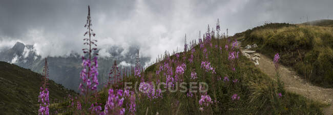 The Alps, a path on the hillside with flowering plants, view of the Mont Blanc range near Trient, with low cloud cover. — Stock Photo