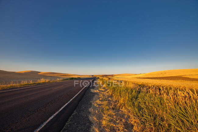 Дорога через сельскохозяйственный ландшафт, прямая дорога и волнистые сельскохозяйственные угодья, с золотистым спелым урожаем пшеницы. — стоковое фото