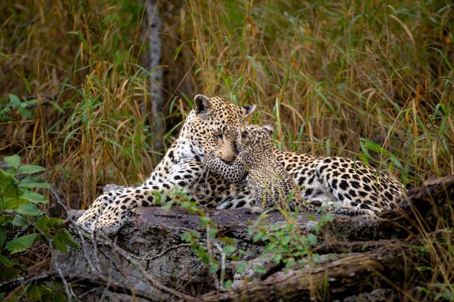 Un leopardo femmina e il suo cucciolo, Panthera pardus, sdraiati insieme su un tronco, cucciolo mette le zampe sul suo viso — Foto stock