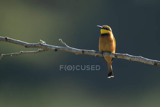A European bee-eater, Merops apiaster, perches on a branch — Stock Photo