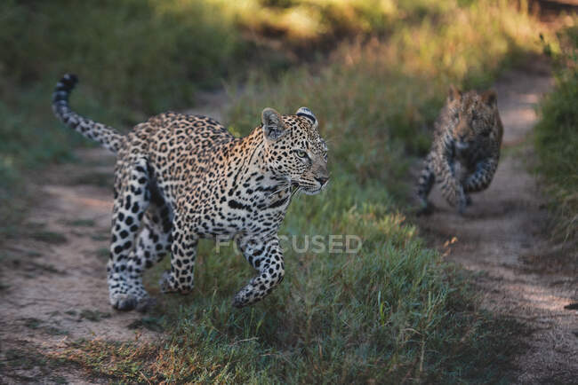 Um leopardo fêmea e seu filhote, Panthera pardus, correm e brincam juntos em uma estrada — Fotografia de Stock