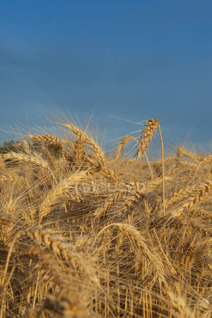 Primo piano di spighe mature di grano dorato, i semi maturi del raccolto cerealicolo, pronti per il raccolto. — Foto stock
