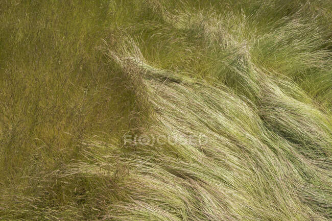Field of windswept, wild grasses in summer, close up of long grass, overhead view. — Stock Photo