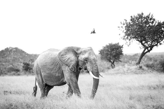 An elephant, Loxodonta africana, walks through grass as a Fork-tailed drongo,Dicrurus adsimilis, flies over him, in colour — Stock Photo