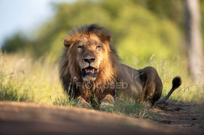 A male lion, Panthera leo, lies down in the grass with mouth open — Stock Photo