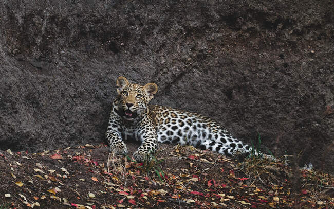 Ein Leopard, Panthera pardus, legt sich auf den Boden und blickt auf — Stockfoto