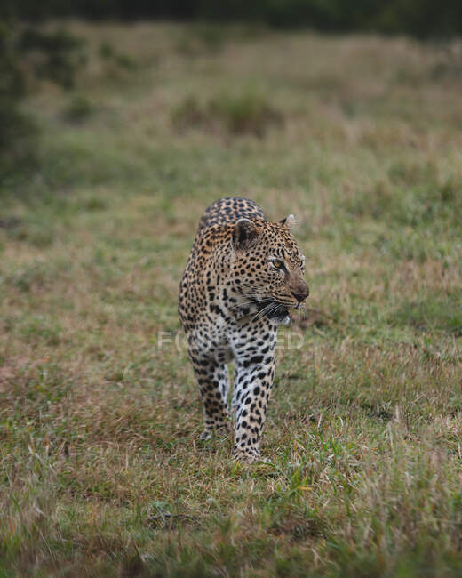 Мужчина леопард, Panthera pardus, ходит по короткой траве, смотрит в сторону — стоковое фото