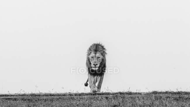 Un león macho, Panthera leo, camina a través de hierba corta, mirada directa, en blanco y negro - foto de stock