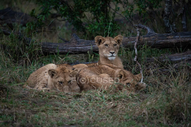 Trois lionceaux, Panthera leo, couchés ensemble dans l'herbe, regard direct — Photo de stock