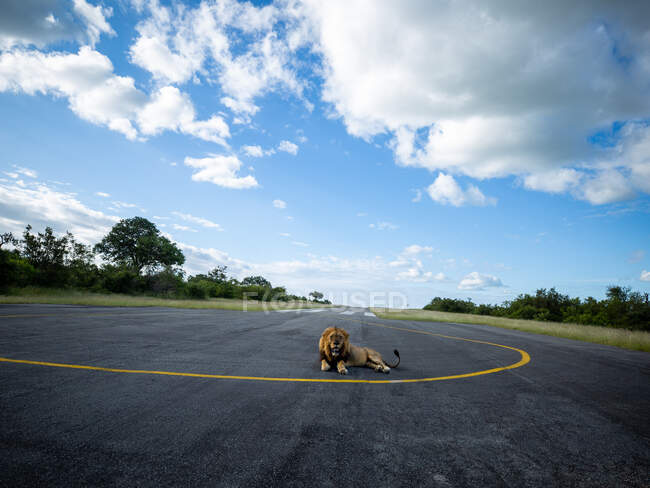 A male lion, Panthera leo, lies down on tarmac on an airstrip — Stock Photo