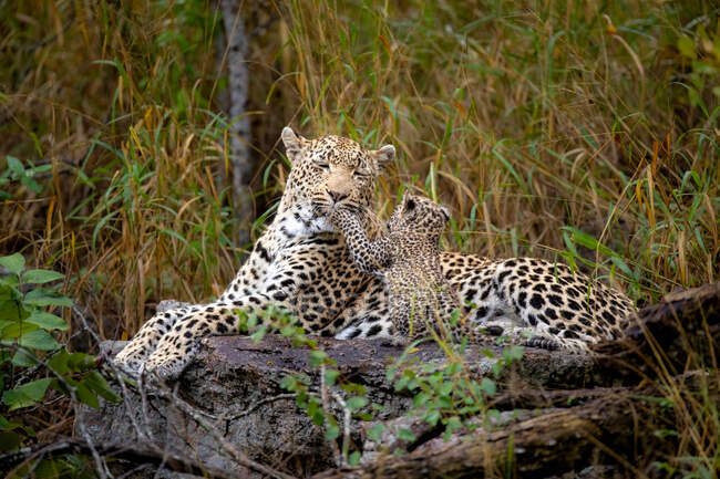 Жінка-леопард і її дитина, Пантера Пардус, лежать разом на колоді, дитина кладе свої лапи на її обличчя — стокове фото