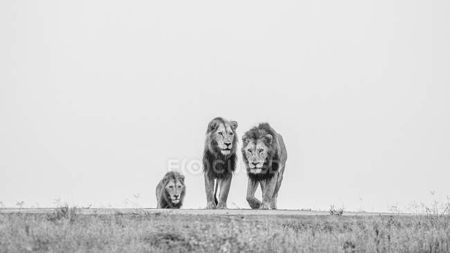 Drei männliche Löwen, Panthera Leo, auf einem Kamm, Kopf auf Sicht, Schwarz-Weiß-Bild. — Stockfoto