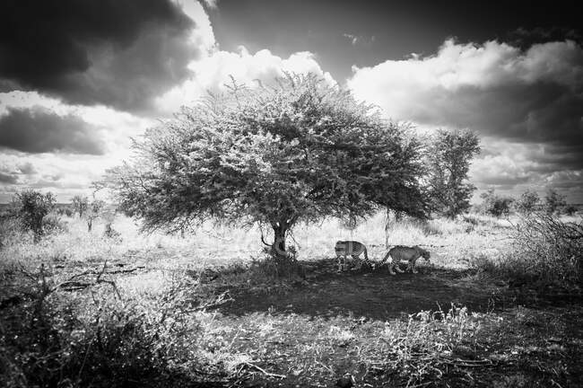 Two cheetahs, Acinonyx jubatus, walk underneath a tree, in black and white — Stock Photo