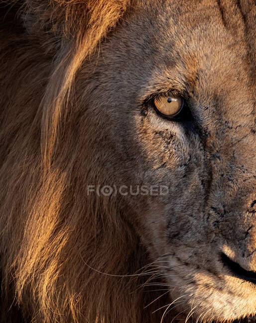 Un retrato cercano de la cara de un león macho, Panthera leo - foto de stock