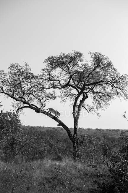 Ein Leopard, Panthera pardus, steigt von einem Baum ab, schwarz-weiß — Stockfoto