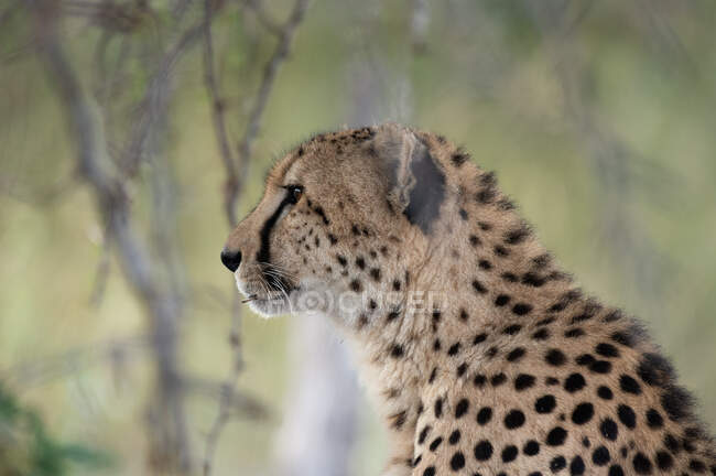 Un guepardo, Acinonyx jubatus, mira delante de él - foto de stock