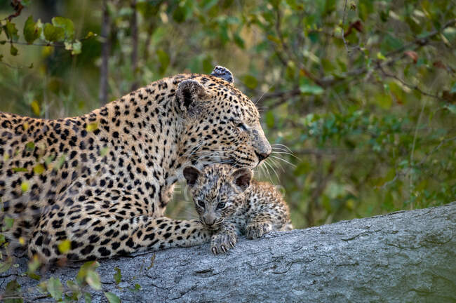 Un leopardo y su cachorro, Panthera pardus, se acuestan juntos en un tronco mientras el leopardo limpia a su cachorro - foto de stock