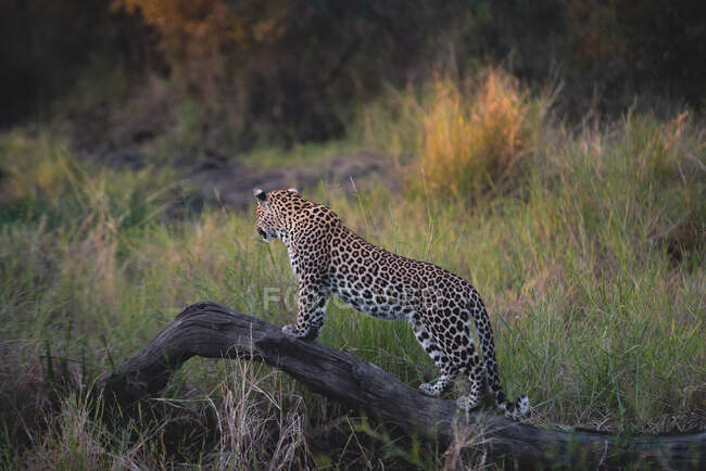 Un leopardo, Panthera pardus, se para sobre un árbol muerto mientras mira a la distancia - foto de stock