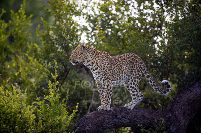 Un leopardo, Panthera pardus, in piedi su un ramo e guarda fuori in lontananza — Foto stock