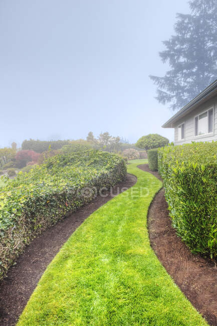 Un sentier d'herbe dans un jardin entre des haies par un matin brumeux. — Photo de stock