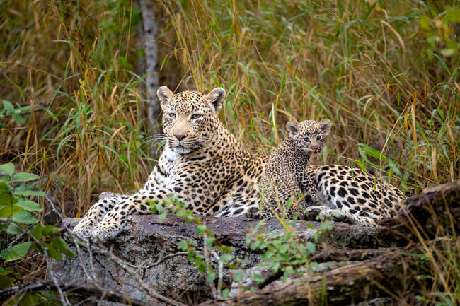 A leopard and her cub, Panthera pardus, lie together on a log, direct gaze — Stock Photo