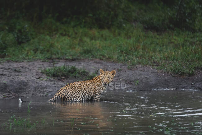 Un léopard, Panthera pardus, se tient dans l'eau et regarde en arrière — Photo de stock