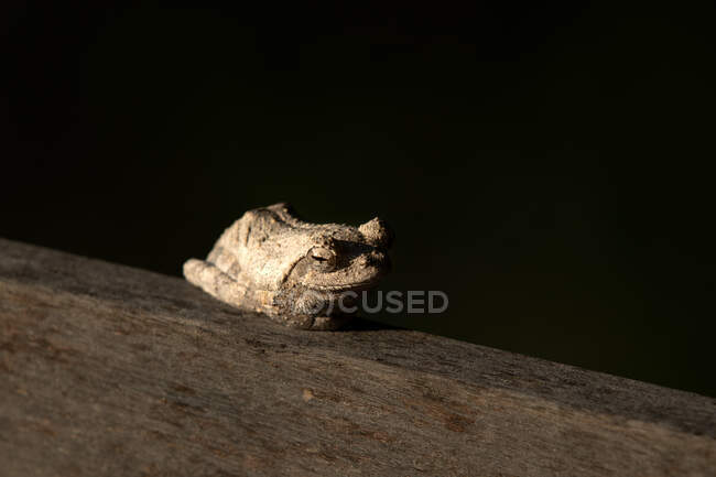 Una rana arbórea gris, Chiromantis xerampelina, se acuesta sobre un trozo de madera - foto de stock