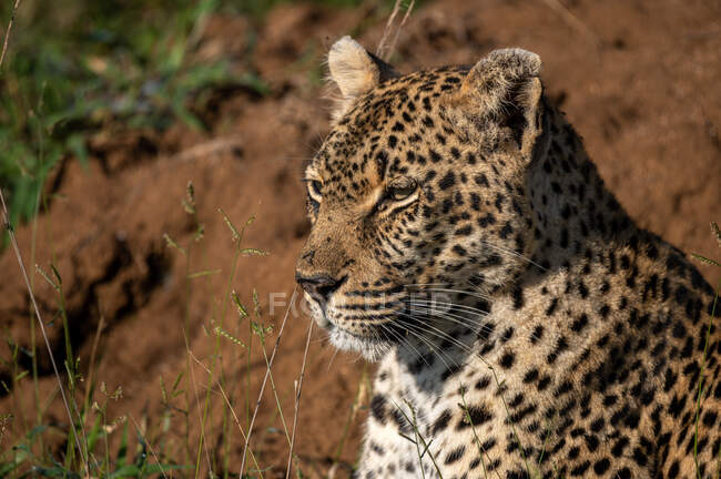 Un primer plano de un leopardo, Panthera pardus, mirando a la distancia - foto de stock