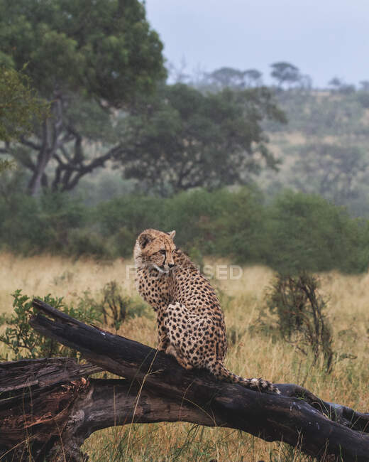 Un cucciolo di ghepardo, Acinonyx jubatus, siede su un tronco sotto la pioggia e si gira — Foto stock