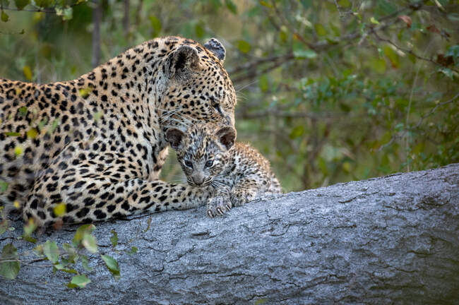 A leopard and her cub, Panthera pardus, lie down together on a log while the leopard cleans her cub — Stock Photo