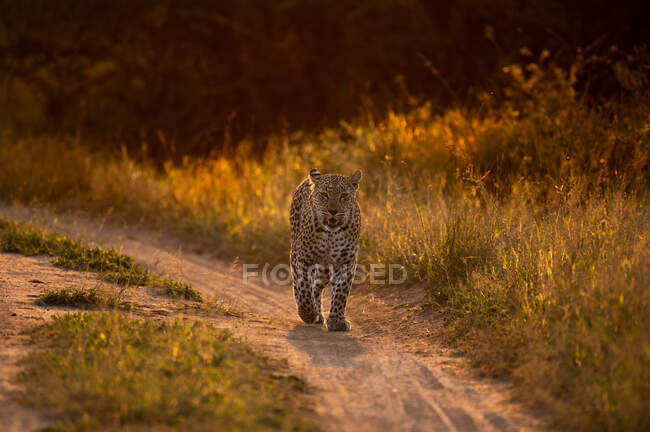 Um leopardo, Panthera pardus, caminha ao longo de uma estrada, retroiluminado — Fotografia de Stock
