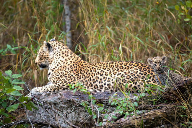 A leopard and her cub, Panthera pardus, lie together on a log, direct gaze — Stock Photo