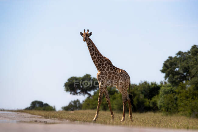 Uma girafa, Girafa, fica na grama curta e olha para a frente — Fotografia de Stock