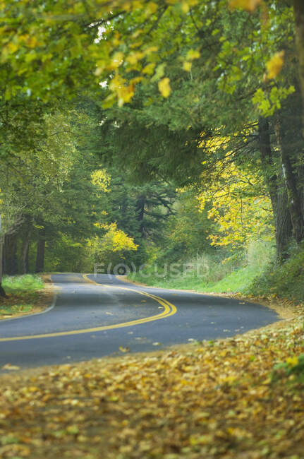 Columbia River Highway, a curve in the road, lush trees and autumn foliage. — Stock Photo