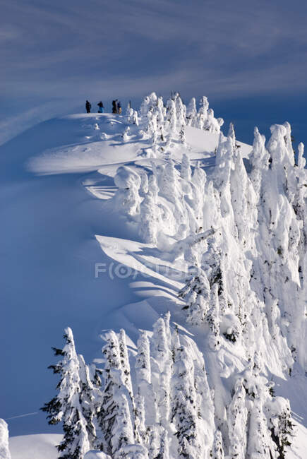 Winter snow in the Northern Cascades mountains, elevated view of sunlight on ice formations on trees., — Stock Photo