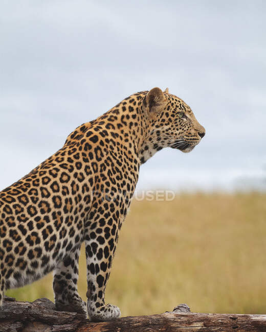 Un leopardo, Panthera pardus, yace en el suelo y mira hacia arriba - foto de stock