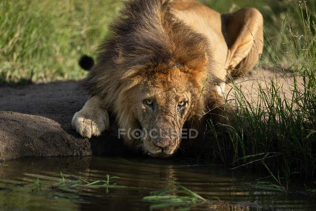 A male lion, Panthera leo, drinks water from a dam while looking up — Stock Photo