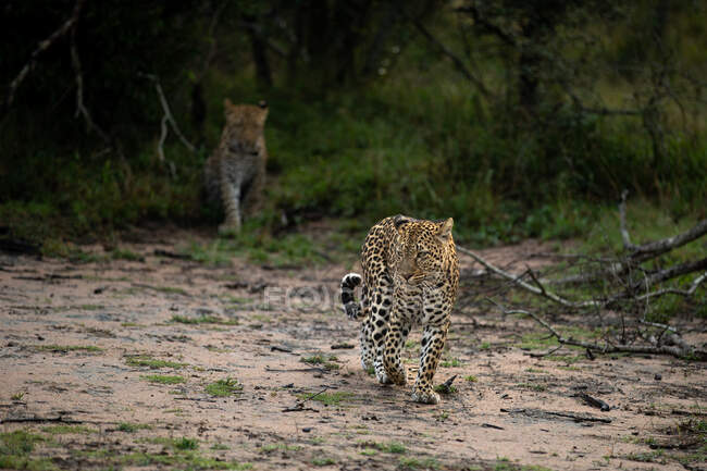 Un leopardo, Panthera pardus, camina con su cachorro detrás. - foto de stock