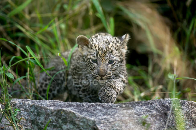 A leopard cub, Panthera pardus, walks over a rock. — Stock Photo