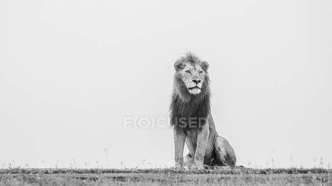 Un león macho, Panthera leo, se sienta y mira a lo lejos, en blanco y negro - foto de stock