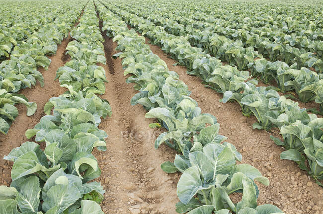 Rows of cauliflowers growing in a commercial field. — Stock Photo