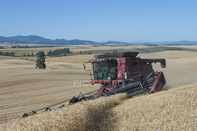 A combine harvester working a field, driving across the undulating landscape cutting the ripe wheat crop to harvest the grain. — Stock Photo