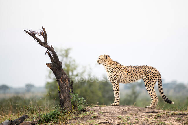 A cheetah, Acinonyx jubatus, stands on top of a mound and looks out, side profile — Stock Photo