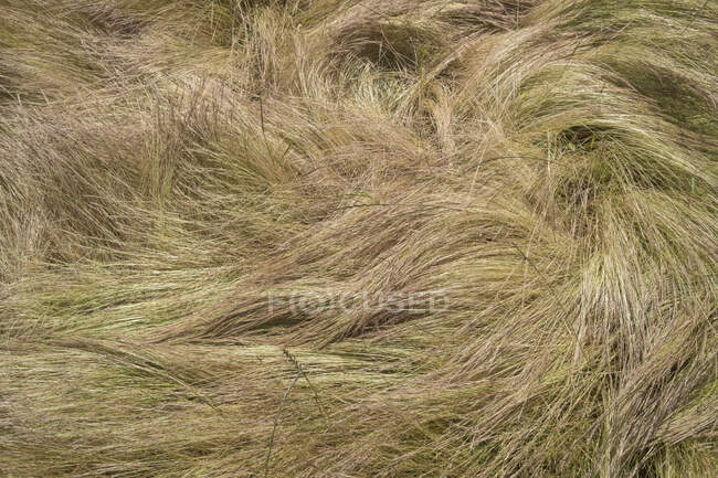 Поле вітряка, дикі трави влітку, крупним планом довга трава, вид зверху . — стокове фото