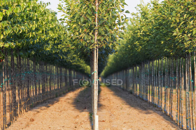 A tree nursery, rows of young sapling trees being grown — Stock Photo