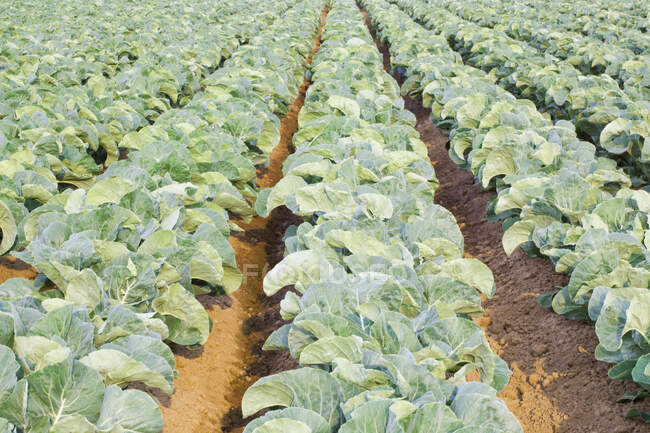 Rows of cauliflowers growing in a commercial field. — Stock Photo