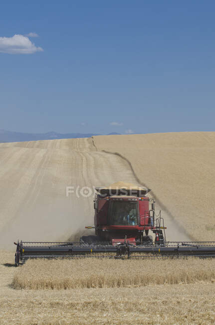 Комбайн, що працює на полі, проїжджає через хвилястий ландшафт, обрізаючи стиглі зернові культури пшениці, щоб збирати зерно . — стокове фото