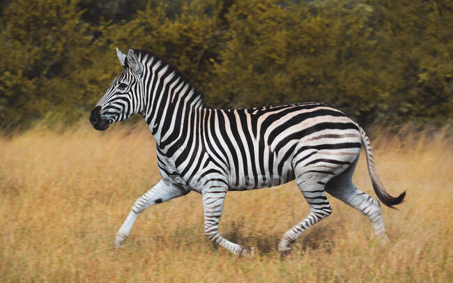 Зебра (Equus quagga) біжить по траві. — стокове фото