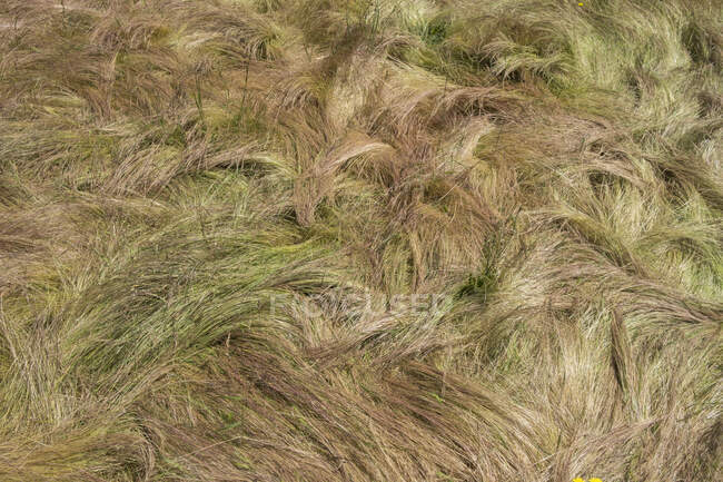 Campo de barrido por el viento, hierbas silvestres en verano, primer plano de hierba larga, vista aérea. - foto de stock